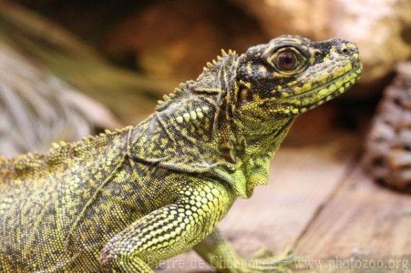 Weber's sailfin lizard