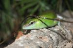 Emerald tree skink