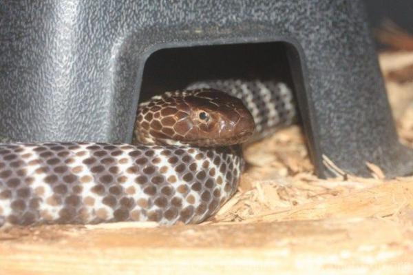 Western barred spitting cobra