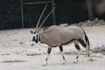 Gemsbok