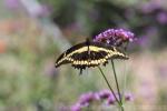 Giant swallowtail