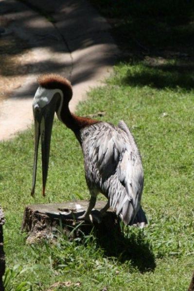 Brown pelican