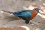 Chestnut-breasted malkoha