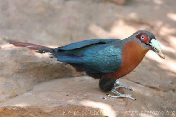 Chestnut-breasted malkoha