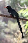 Green woodhoopoe