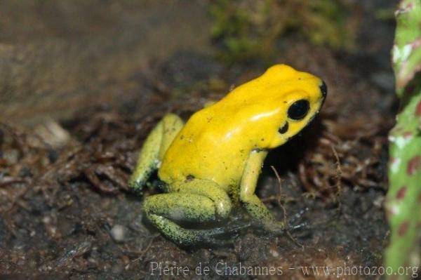 Black-legged poison frog