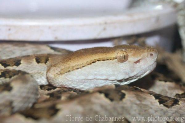 Brown spotted pitviper