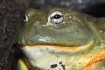 African bullfrog