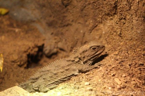 Tuatara