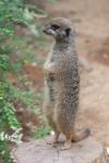 Slender-tailed meerkat