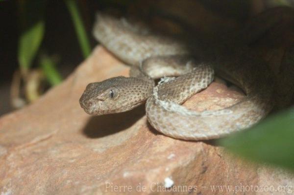 Banded pitviper