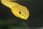 White-lipped island pitviper