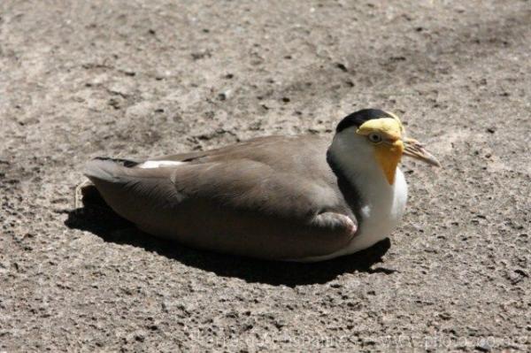 Masked lapwing