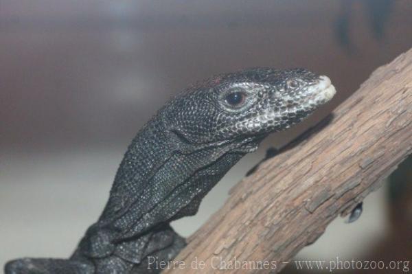 Black tree monitor