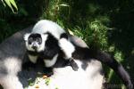 Black-and-white ruffled lemur