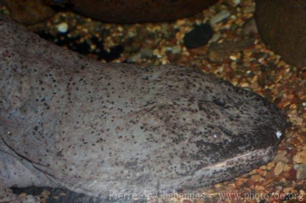 Chinese giant salamander