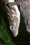 Haitian green anole