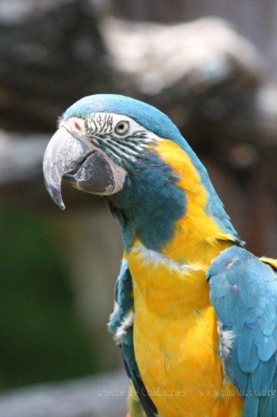 Blue-throated macaw