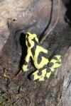 Panamanian golden frog