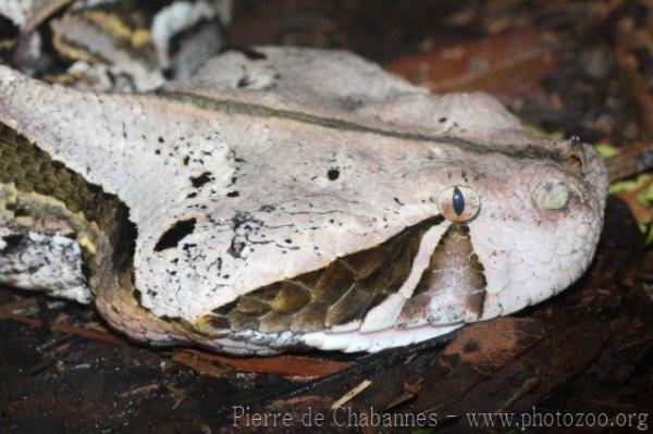 East African Gaboon viper