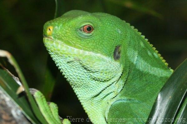 Fiji banded iguana