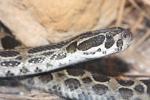 Mexican lance-headed rattlesnake