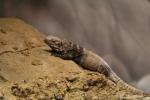 San Esteban spiny-tailed iguana