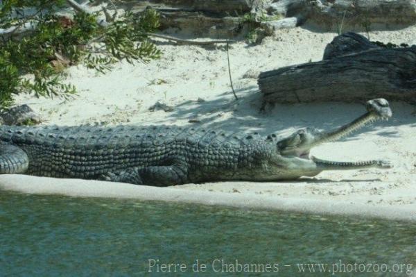 Indian gharial