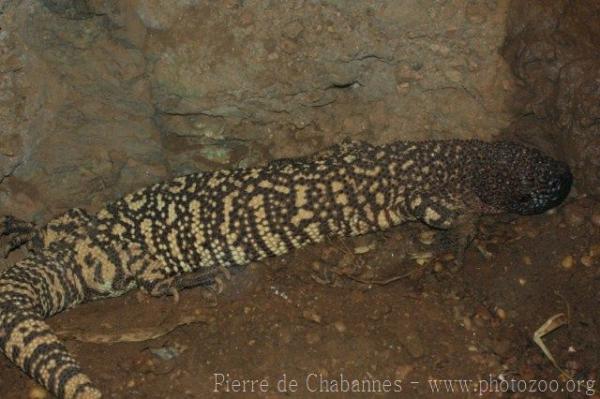 Rio Fuerte beaded lizard