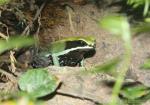 Green mantella