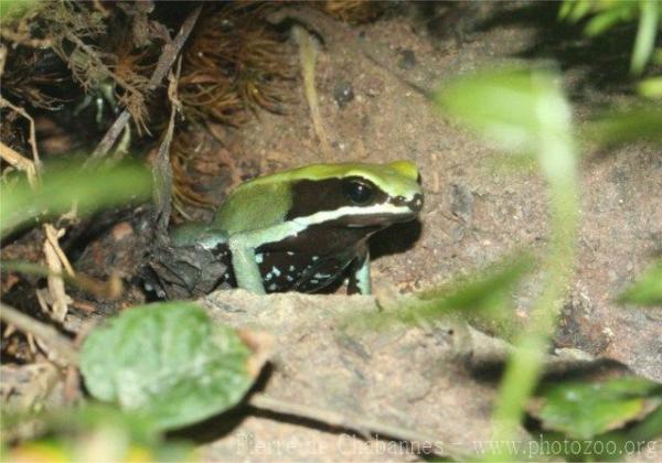 Green mantella