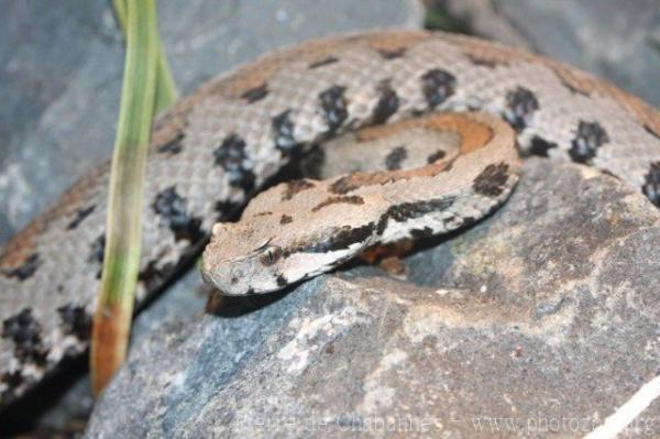 Armenian mountain viper