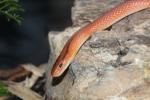 Red bamboo ratsnake