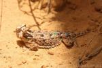 Texas horned lizard