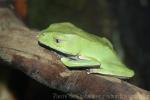 White-lined monkey frog
