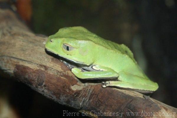 White-lined monkey frog