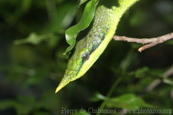 Rhinoceros ratsnake