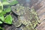 Vietnamese mossy frog