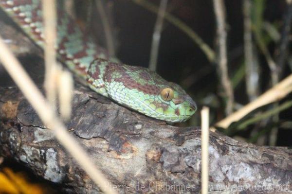 Beautiful pitviper