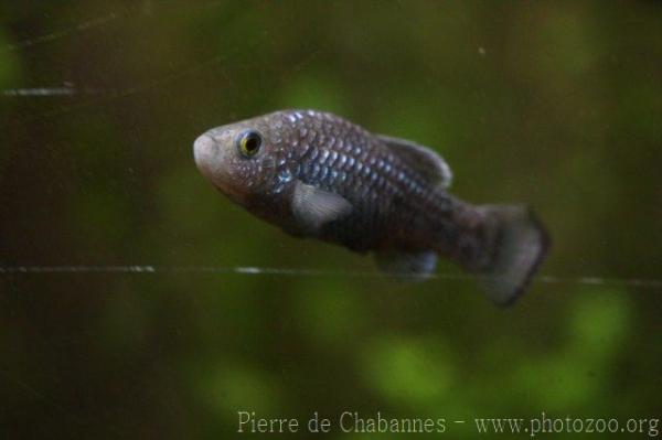 Charco Palma pupfish