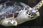 Atlantic hawksbill turtle