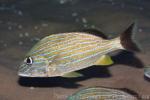 Bluestriped grunt