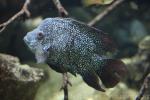 Lowland cichlid