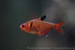 Jewel tetra