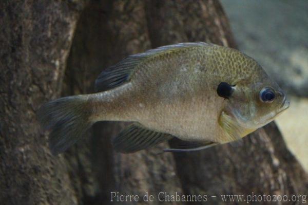 Bluegill