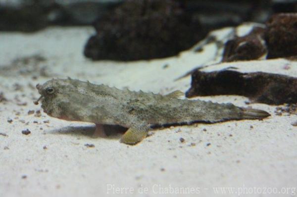 Polka-dot batfish