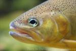 Gila trout