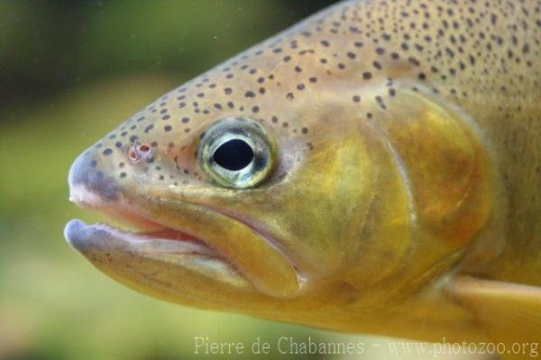 Gila trout