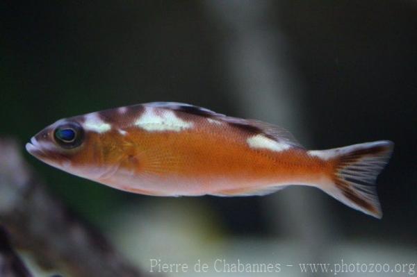 Tobaccofish