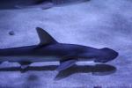 Bonnethead shark